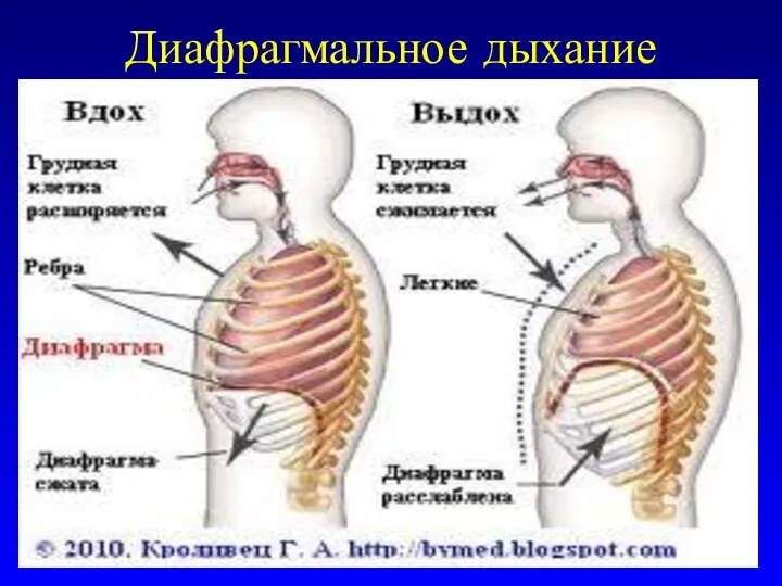 Диафрагмальное дыхание