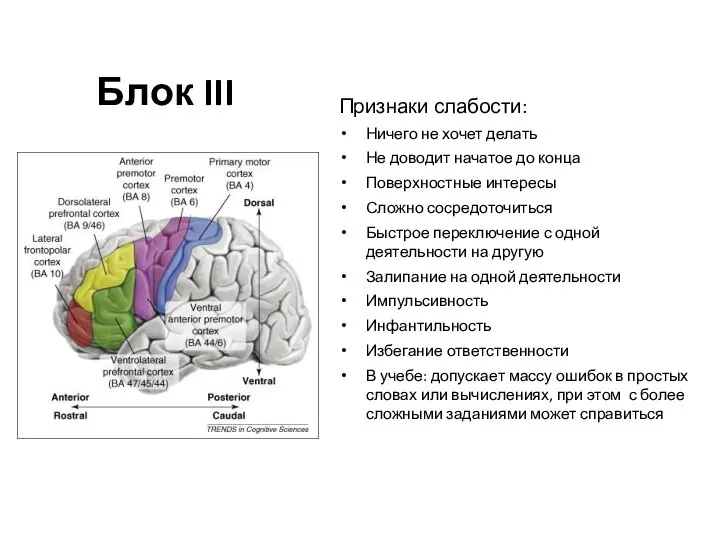 Блок III Признаки слабости: Ничего не хочет делать Не доводит начатое