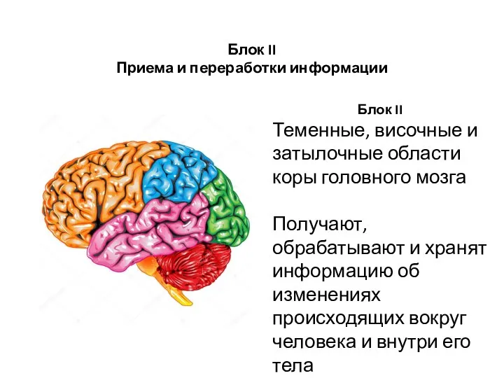 Блок II Теменные, височные и затылочные области коры головного мозга Получают,