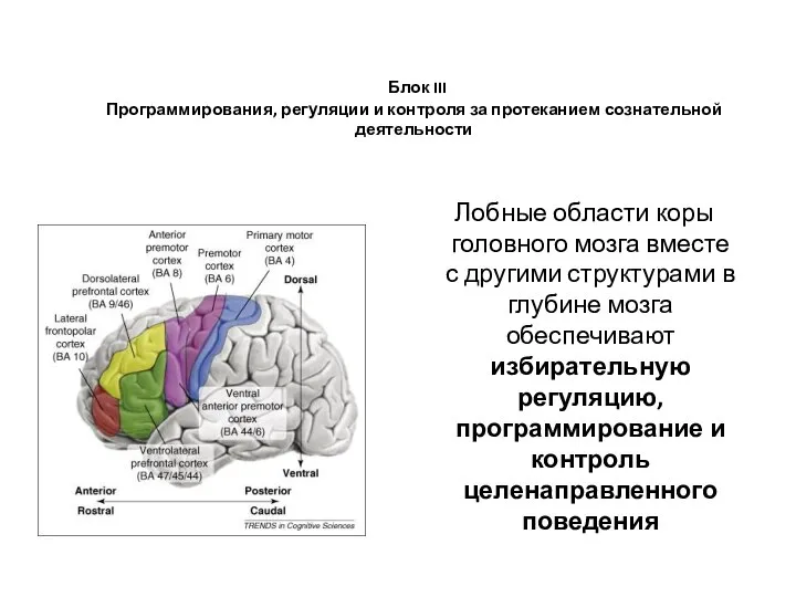 Блок III Программирования, регуляции и контроля за протеканием сознательной деятельности Лобные