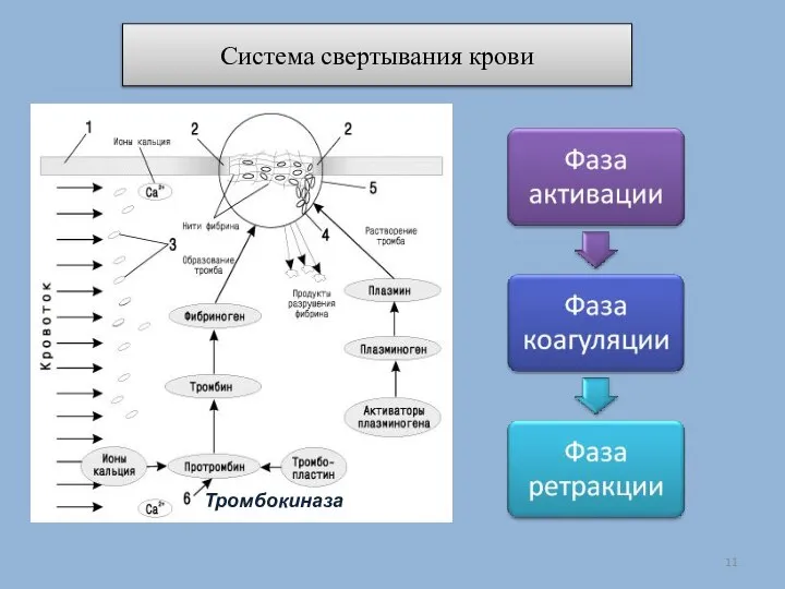 Система свертывания крови Тромбокиназа