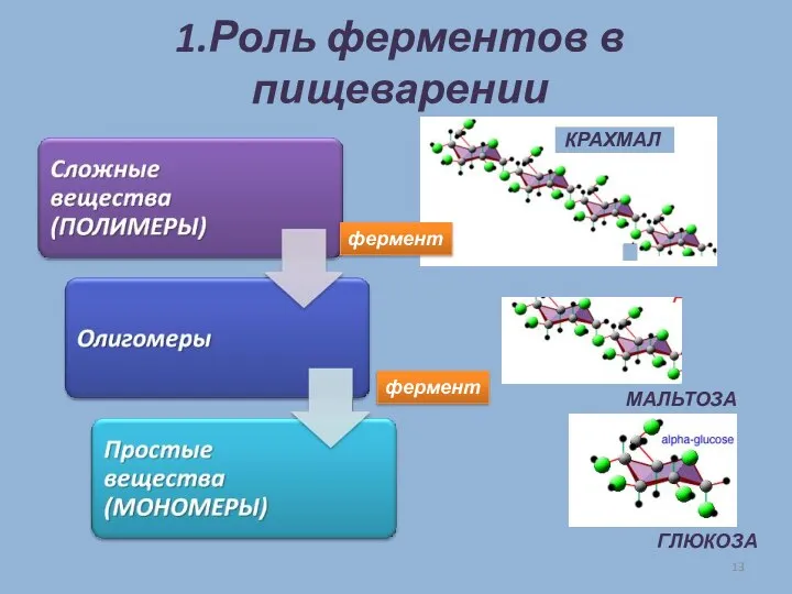 1.Роль ферментов в пищеварении КРАХМАЛ МАЛЬТОЗА ГЛЮКОЗА фермент фермент