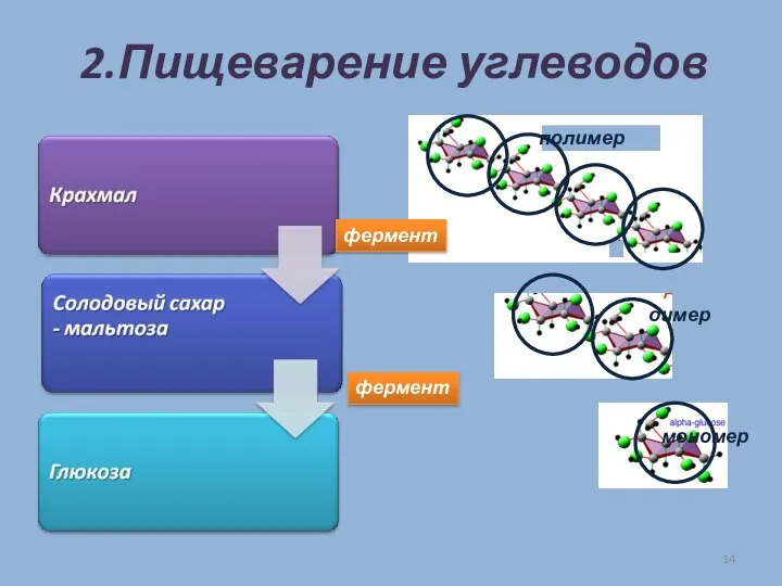 2.Пищеварение углеводов фермент фермент полимер димер мономер