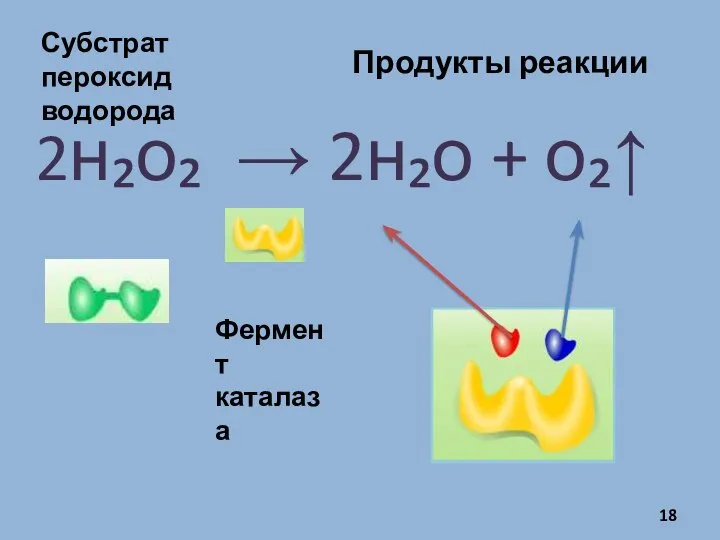 2н₂о₂ → 2н₂о + о₂↑ Субстрат пероксид водорода Фермент каталаза Продукты реакции