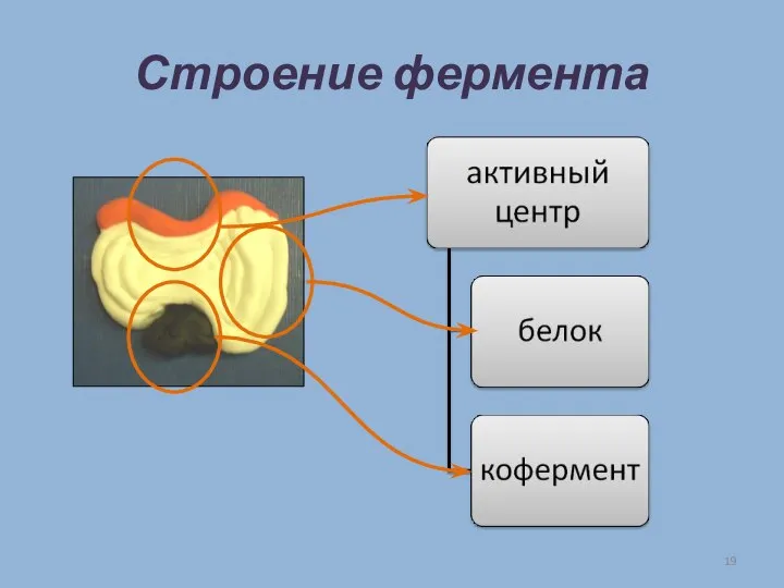 Строение фермента