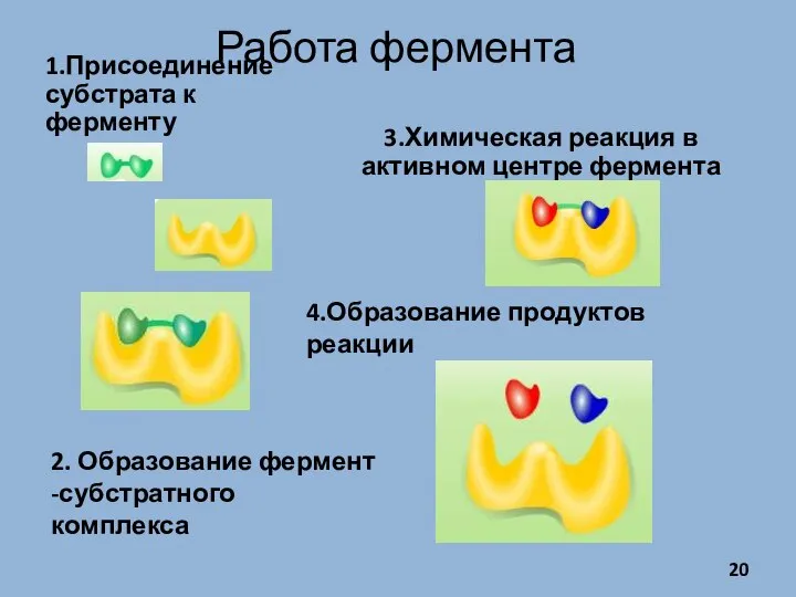 Работа фермента 1.Присоединение субстрата к ферменту 3.Химическая реакция в активном центре