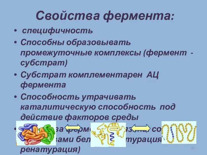 Свойства фермента: специфичность Способны образовывать промежуточные комплексы (фермент - субстрат) Субстрат