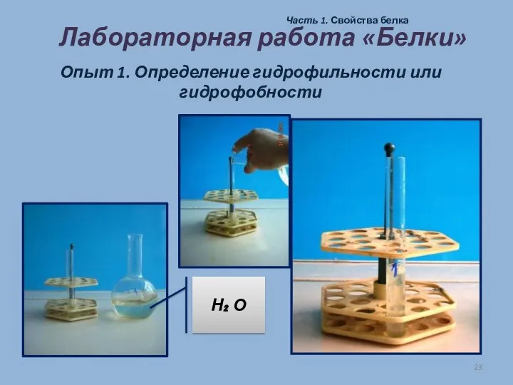 Лабораторная работа «Белки» Часть 1. Свойства белка Опыт 1. Определение гидрофильности или гидрофобности Н₂ О