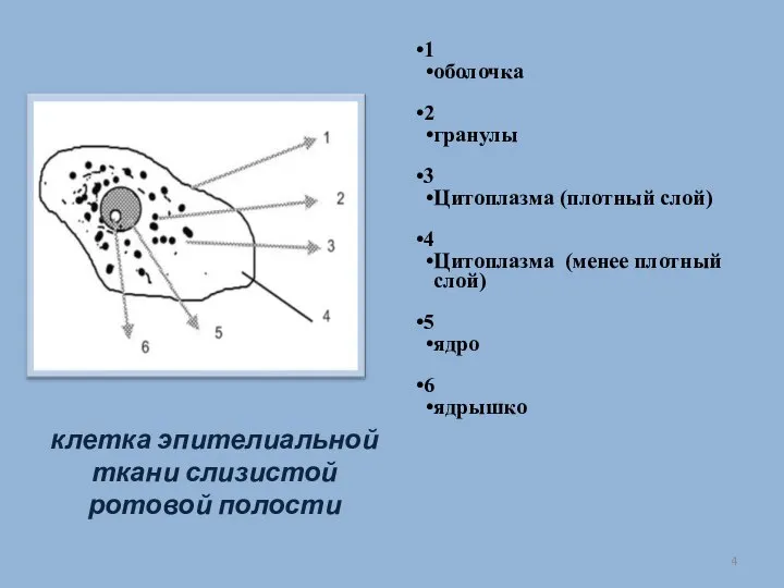 клетка эпителиальной ткани слизистой ротовой полости 1 оболочка 2 гранулы 3