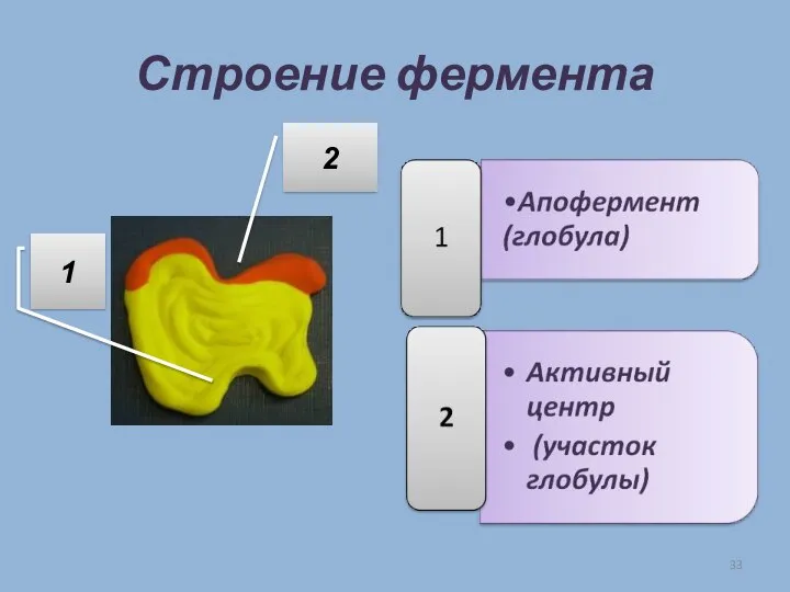 Строение фермента 1 2