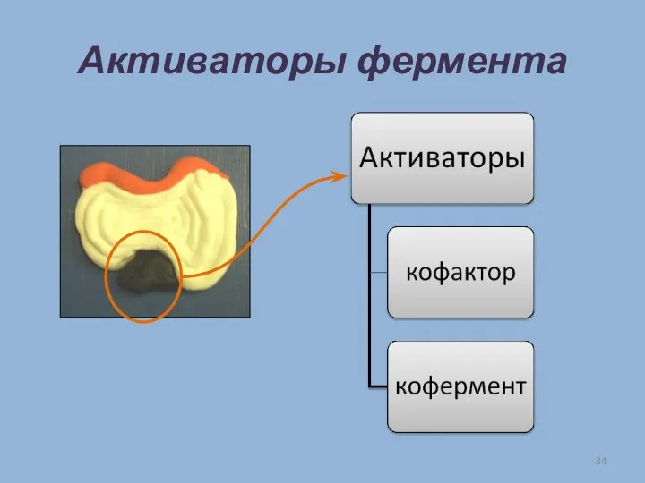 Активаторы фермента