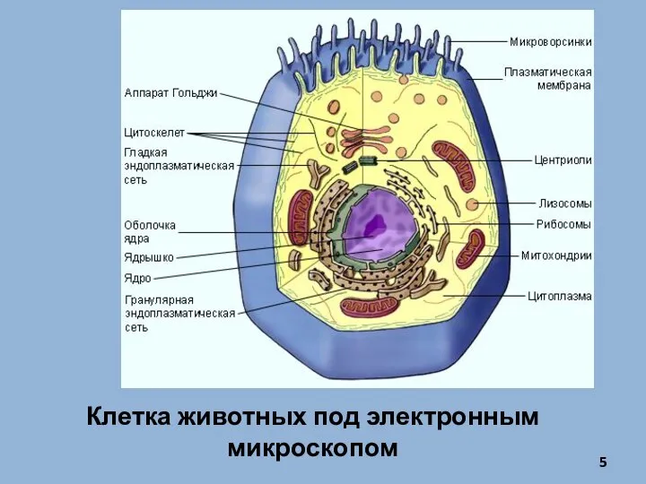 Клетка животных под электронным микроскопом