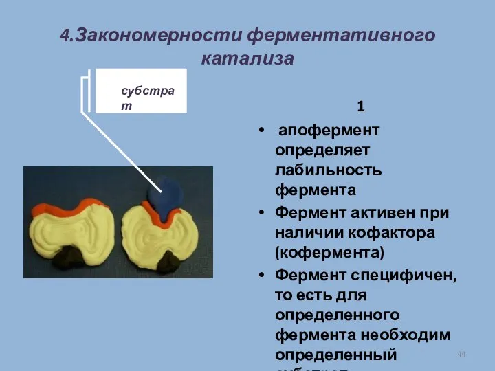 4.Закономерности ферментативного катализа 1 апофермент определяет лабильность фермента Фермент активен при