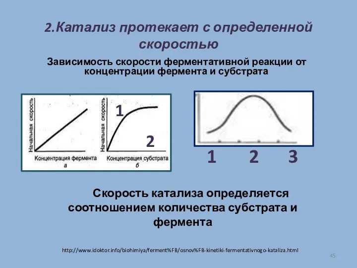 2.Катализ протекает с определенной скоростью Зависимость скорости ферментативной реакции от концентрации