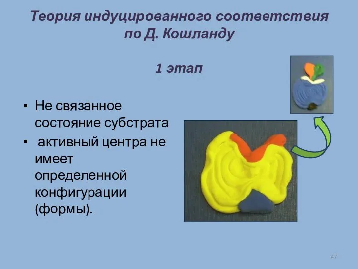 Теория индуцированного соответствия по Д. Кошланду 1 этап Не связанное состояние