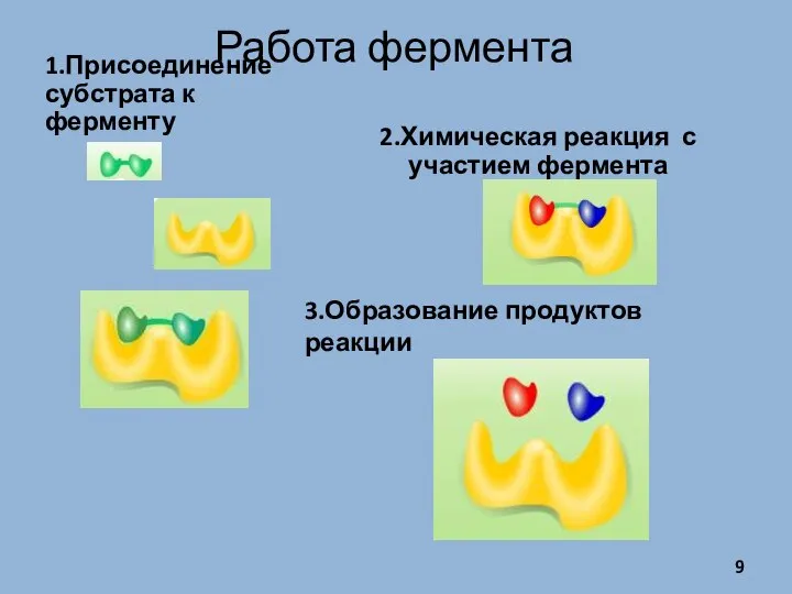 Работа фермента 1.Присоединение субстрата к ферменту 2.Химическая реакция с участием фермента 3.Образование продуктов реакции