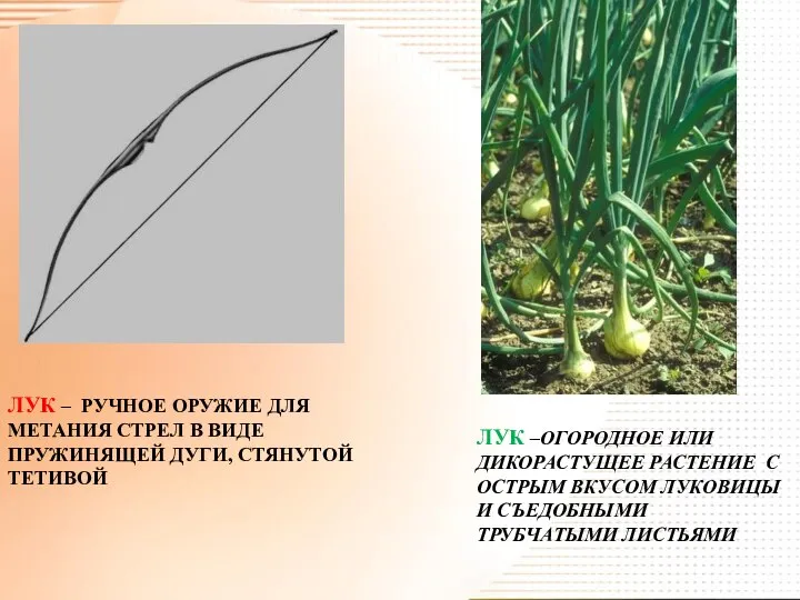 ЛУК –ОГОРОДНОЕ ИЛИ ДИКОРАСТУЩЕЕ РАСТЕНИЕ С ОСТРЫМ ВКУСОМ ЛУКОВИЦЫ И СЪЕДОБНЫМИ