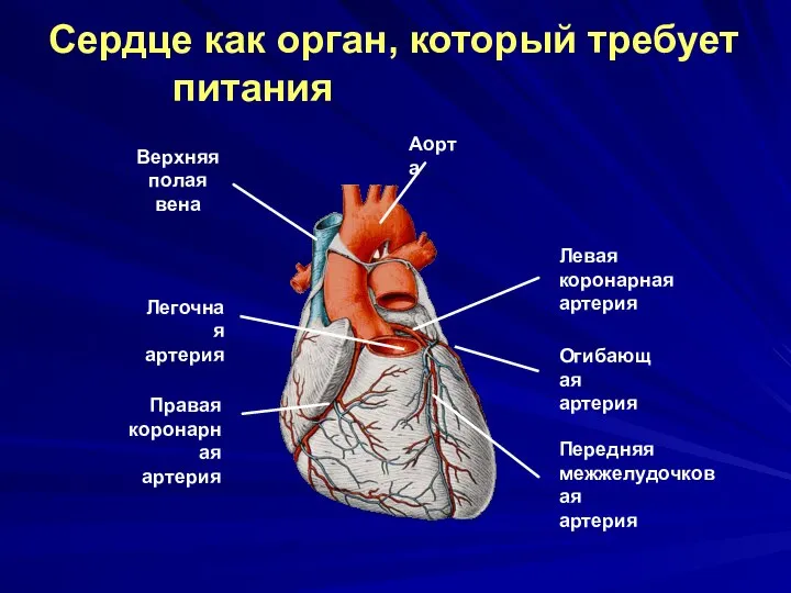 Сердце как орган, который требует питания Верхняя полая вена Аорта Легочная