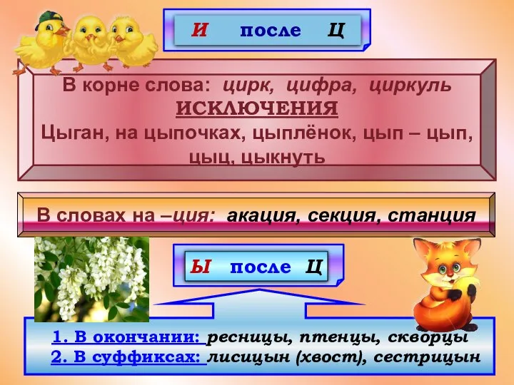 В корне слова: цирк, цифра, циркуль ИСКЛЮЧЕНИЯ Цыган, на цыпочках, цыплёнок,