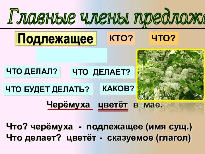 Черёмуха цветёт в мае. Что? черёмуха - подлежащее (имя сущ.) Что