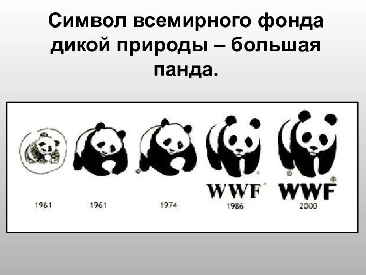 Символ всемирного фонда дикой природы – большая панда.