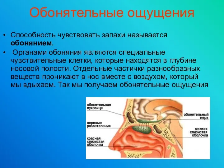 Обонятельные ощущения Способность чувствовать запахи называется обонянием. Органами обоняния являются специальные