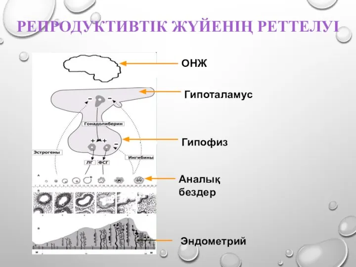 РЕПРОДУКТИВТІК ЖҮЙЕНІҢ РЕТТЕЛУІ ОНЖ Гипоталамус Гипофиз Аналық бездер Эндометрий