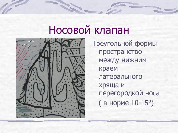 Носовой клапан Треугольной формы пространство между нижним краем латерального хряща и