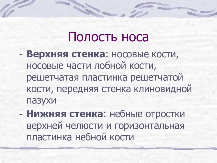 Полость носа Верхняя стенка: носовые кости, носовые части лобной кости, решетчатая