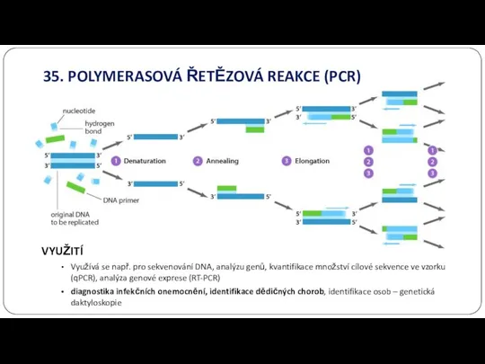 35. POLYMERASOVÁ ŘETĚZOVÁ REAKCE (PCR) VYUŽITÍ Využívá se např. pro sekvenování