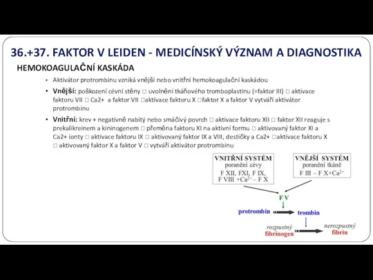 36.+37. FAKTOR V LEIDEN - MEDICÍNSKÝ VÝZNAM A DIAGNOSTIKA HEMOKOAGULAČNÍ KASKÁDA