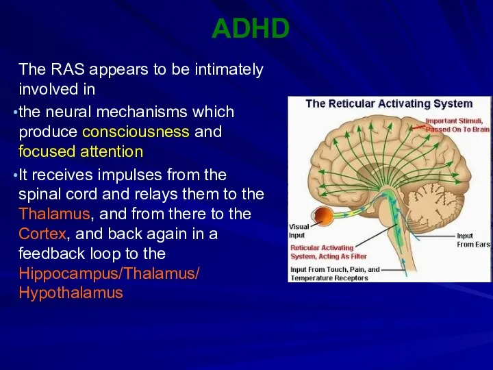 ADHD The RAS appears to be intimately involved in the neural