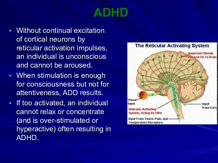 ADHD Without continual excitation of cortical neurons by reticular activation impulses,