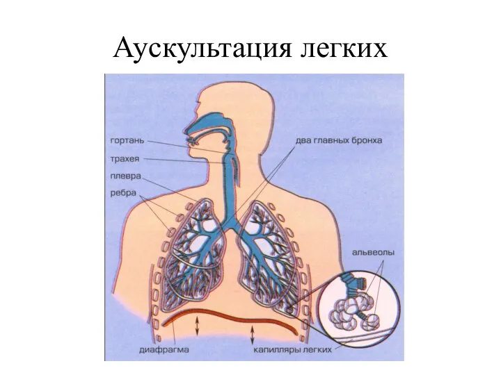 Аускультация легких