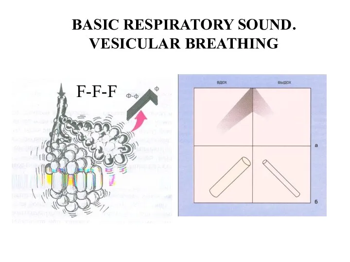 BASIC RESPIRATORY SOUND. VESICULAR BREATHING F-F-F