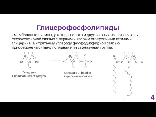 Глицерофосфолипиды - мембранные липиды, у которых остатки двух жирных кислот связаны