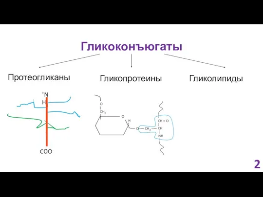 Гликоконъюгаты Протеогликаны Гликопротеины Гликолипиды 2