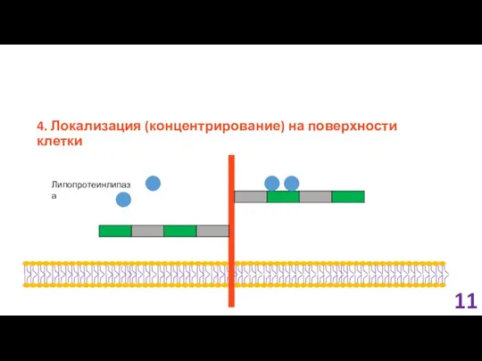 4. Локализация (концентрирование) на поверхности клетки 11 Липопротеинлипаза