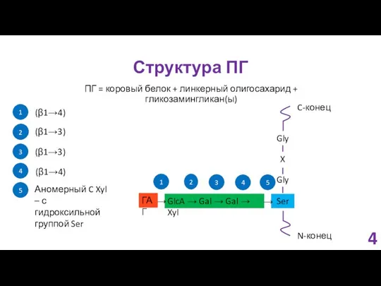 Структура ПГ ПГ = коровый белок + линкерный олигосахарид + гликозамингликан(ы)