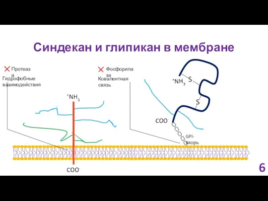 Синдекан и глипикан в мембране GPI-якорь 6 Гидрофобные взаимодействия Ковалентная связь Протеаза Фосфорилаза