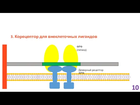 3. Корецептор для внеклеточных лигандов 10 ФРФ (лиганд) Димерный рецептор ФРФ