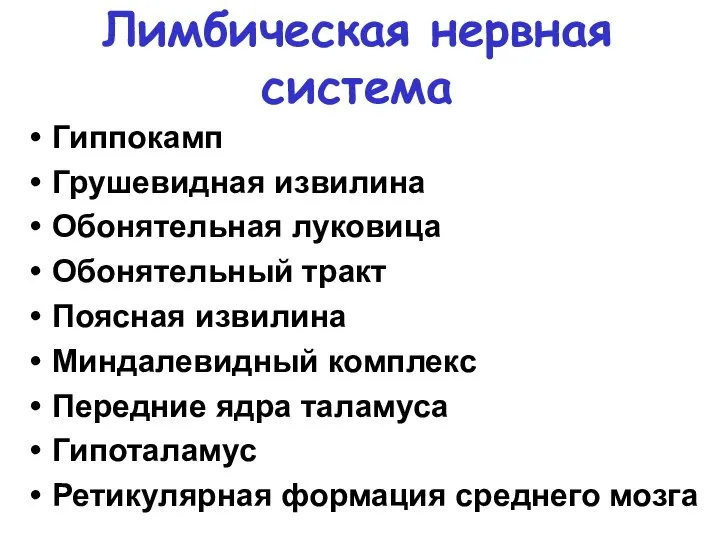 Лимбическая нервная система Гиппокамп Грушевидная извилина Обонятельная луковица Обонятельный тракт Поясная