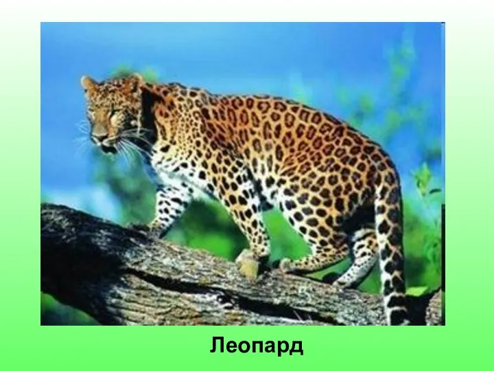 Леопард