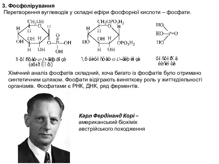 3. Фосфолірування Перетворення вуглеводів у складні ефіри фосфорної кислоти – фосфати.