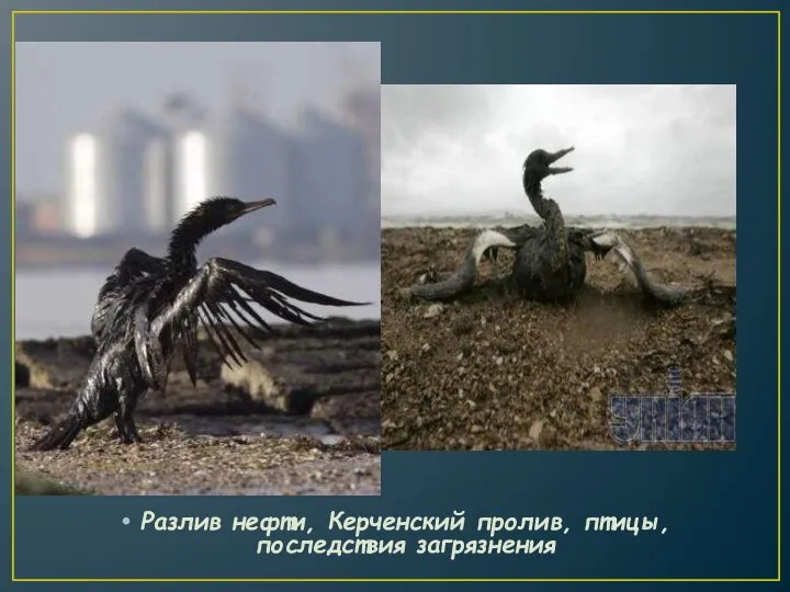 Разлив нефти, Керченский пролив, птицы, последствия загрязнения