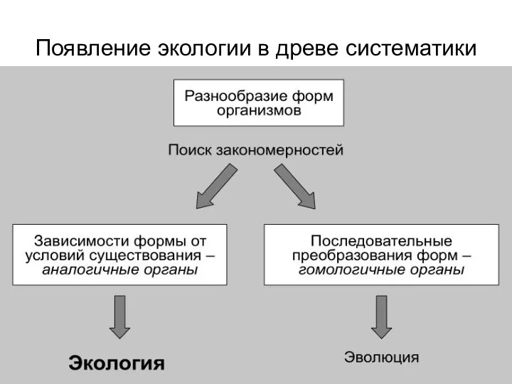 Появление экологии в древе систематики