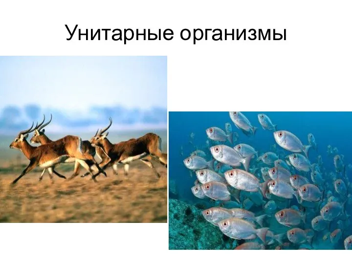 Унитарные организмы