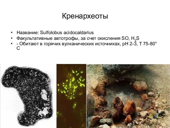 Кренархеоты Название: Sulfolobus acidocaldarius Факультативные автотрофы, за счет окисления SO, H2S