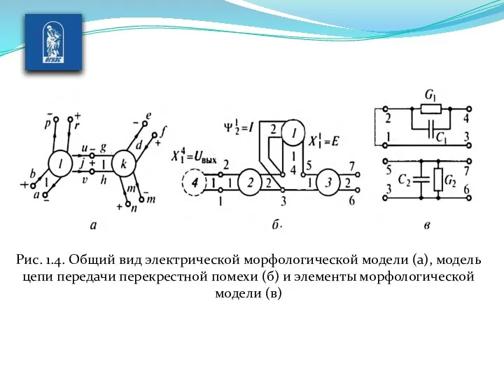 Рис. 1.4. Общий вид электрической морфологической модели (а), модель цепи передачи