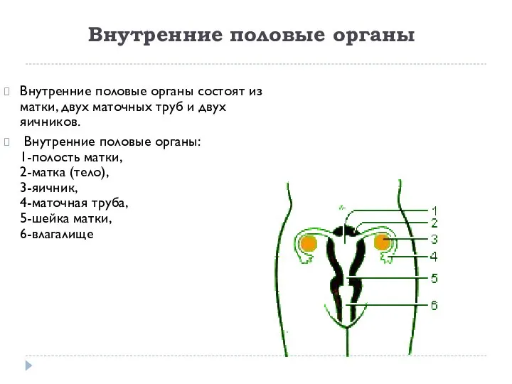 Внутренние половые органы Внутренние половые органы состоят из матки, двух маточных